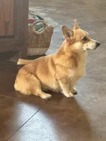 Ruby, a female Pembroke Welsh Corgi for sale in Godley, TX – 7 of 7