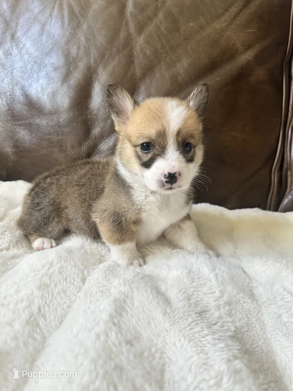 Oliver – Pembroke Welsh Corgi puppy for sale in Godley, TX