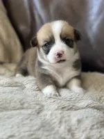 Ginger, a female Pembroke Welsh Corgi for sale in Godley, TX – 1 of 7
