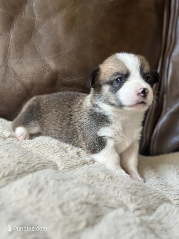 Maple – Pembroke Welsh Corgi puppy for sale in Godley, TX