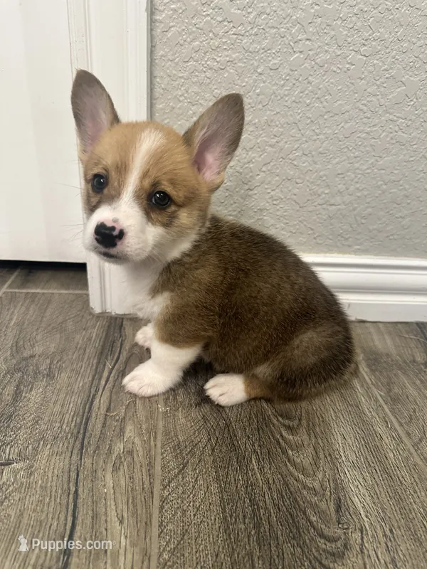 Oliver – Pembroke Welsh Corgi puppy for sale in Godley, TX