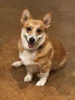 Onyx, a male Pembroke Welsh Corgi for sale in Godley, TX – 7 of 7