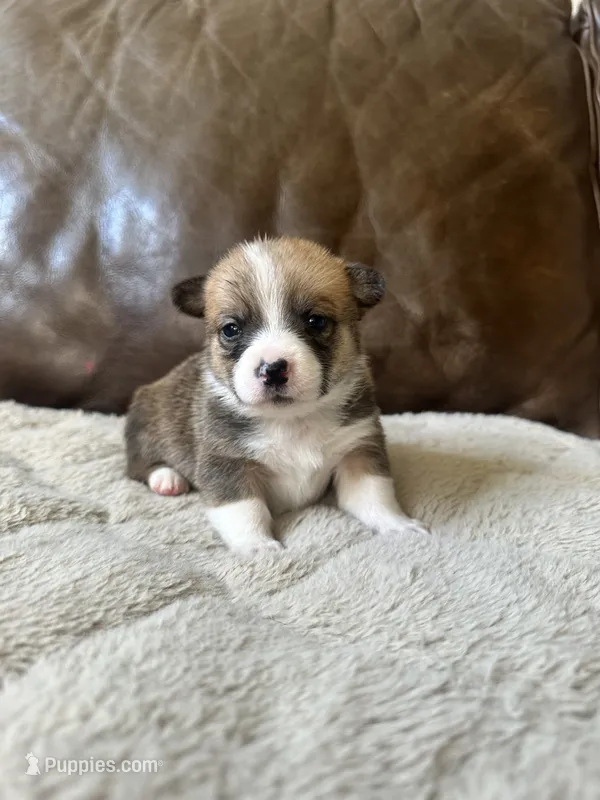 Oliver – Pembroke Welsh Corgi puppy for sale in Godley, TX