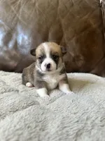 Oliver, a male Pembroke Welsh Corgi for sale in Godley, TX – 1 of 7