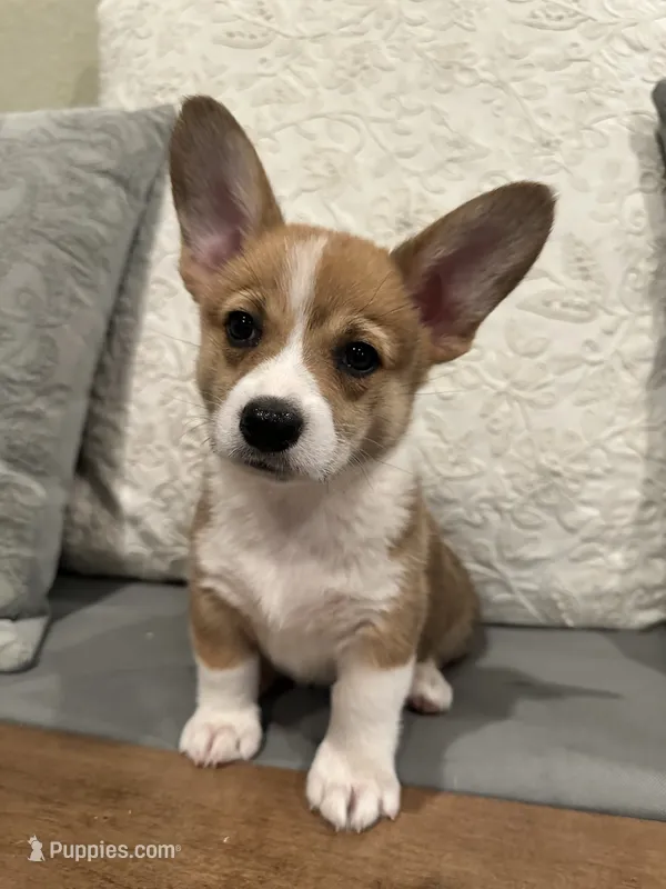 Sadie – Pembroke Welsh Corgi puppy for sale in Godley, TX