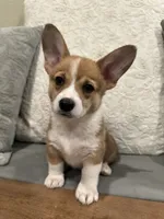 Sadie, a female Pembroke Welsh Corgi for sale in Godley, TX – 1 of 6