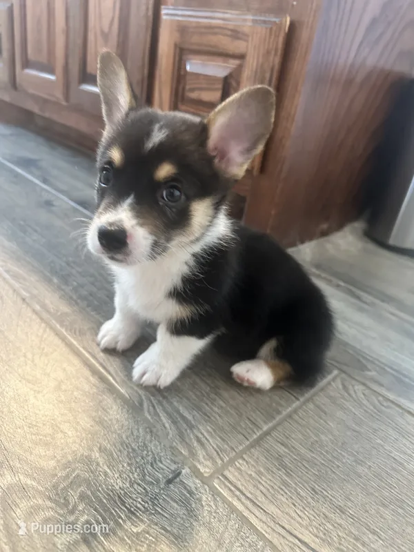 Onyx – Pembroke Welsh Corgi puppy for sale in Godley, TX