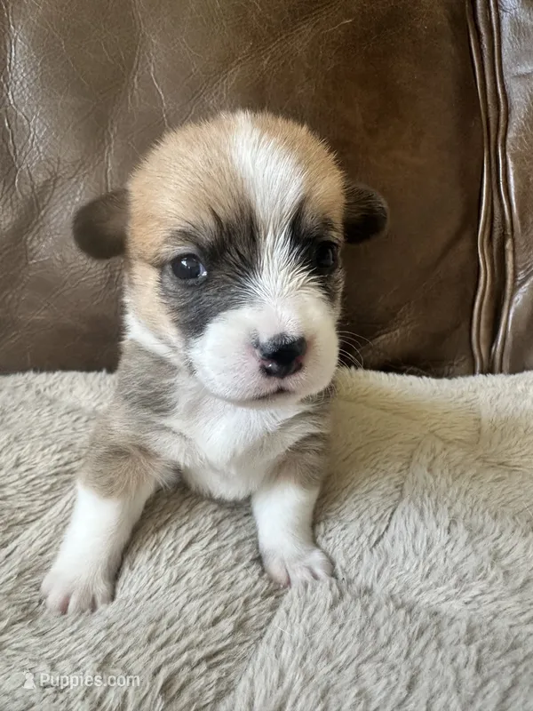 Rusty – Pembroke Welsh Corgi puppy for sale in Godley, TX