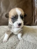 Rusty, a male Pembroke Welsh Corgi for sale in Godley, TX – 1 of 7