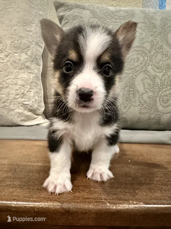 Maverick – Pembroke Welsh Corgi puppy for sale in Godley, TX