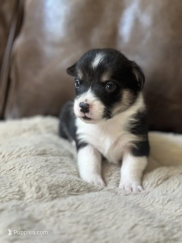 Onyx – Pembroke Welsh Corgi puppy for sale in Godley, TX