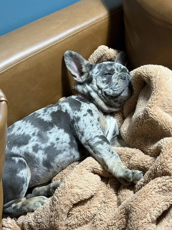 Mable Joe – French Bulldog puppy for sale in Barre, VT