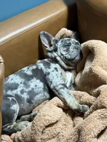 Mable Joe, a female French Bulldog for sale in Barre, VT – 1 of 4