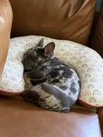 Mable Joe, a female French Bulldog for sale in Barre, VT – 3 of 4