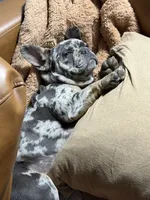 Mable Joe, a female French Bulldog for sale in Barre, VT – 2 of 4