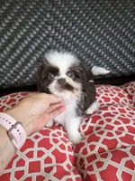 Chocolate & white boy, a male Shih Tzu for sale in South Euclid, OH – 4 of 4
