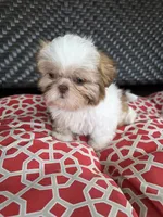 Liver & white boy, a male Shih Tzu for sale in South Euclid, OH – 3 of 4
