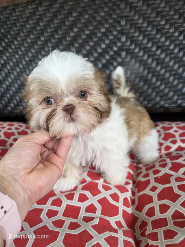 Liver & white boy – Shih Tzu puppy for sale in South Euclid, OH