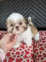 Liver & white boy, a male Shih Tzu for sale in South Euclid, OH – 1 of 4