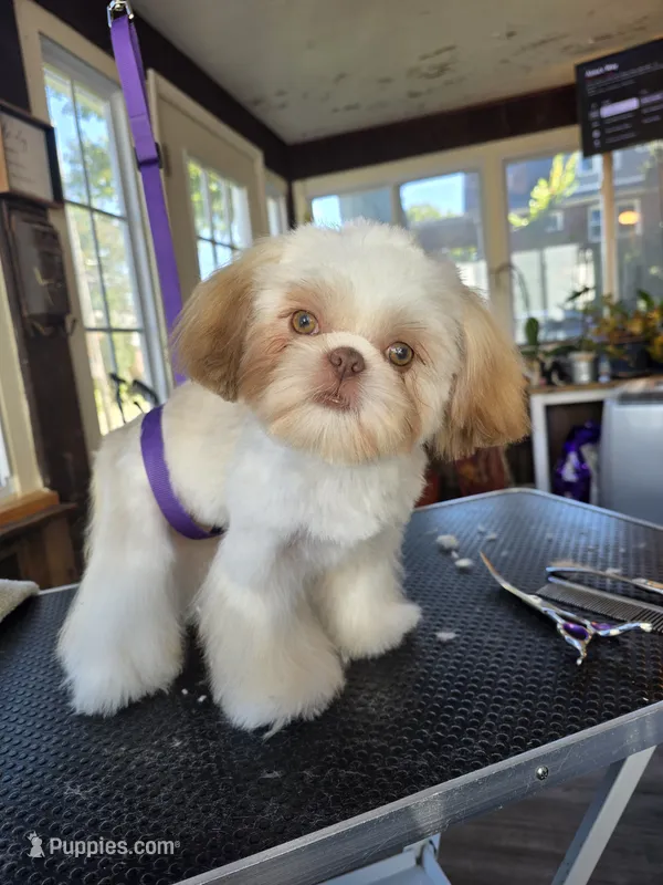 Liver & white boy – Shih Tzu puppy for sale in South Euclid, OH