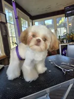 Liver & white boy, a male Shih Tzu for sale in South Euclid, OH – 1 of 3