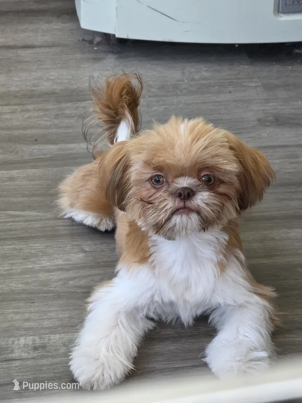 Red liver boy – Shih Tzu puppy for sale in South Euclid, OH