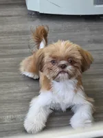 Red liver boy, a male Shih Tzu for sale in South Euclid, OH – 1 of 2