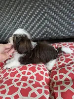 Chocolate & white boy, a male Shih Tzu for sale in South Euclid, OH – 3 of 4