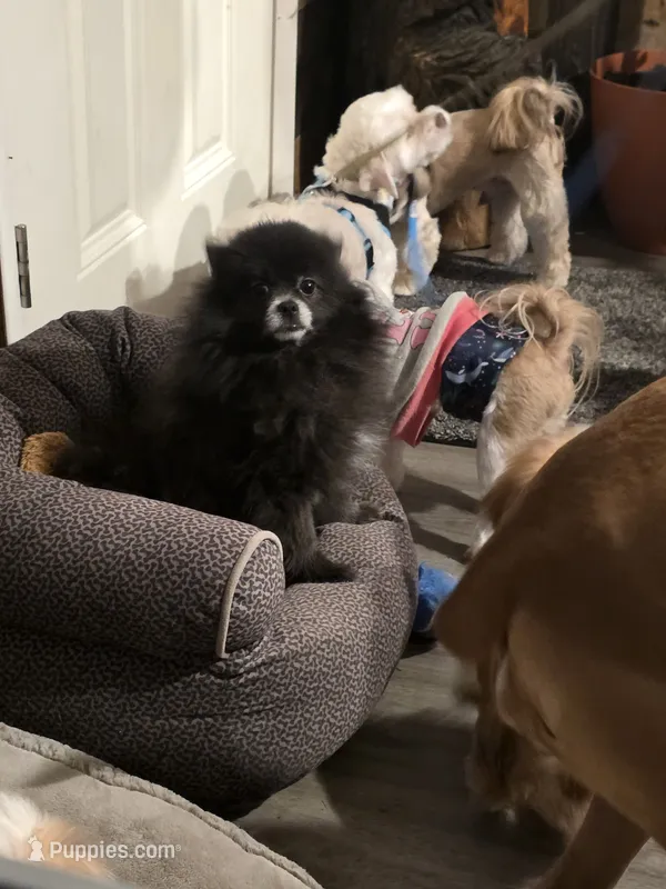 Dark blue pom boy – Pomeranian puppy for sale in South Euclid, OH