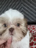 Liver & white boy, a male Shih Tzu for sale in South Euclid, OH – 4 of 4