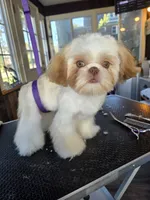 Liver & white boy, a male Shih Tzu for sale in South Euclid, OH – 2 of 3