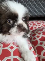 Chocolate & white boy, a male Shih Tzu for sale in South Euclid, OH – 2 of 4