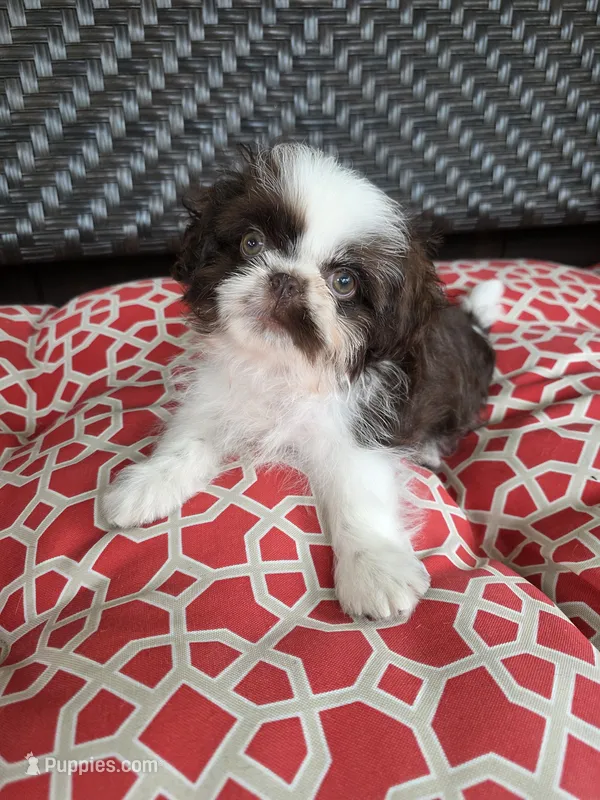 Chocolate & white boy – Shih Tzu puppy for sale in South Euclid, OH