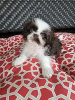 Chocolate & white boy, a male Shih Tzu for sale in South Euclid, OH – 1 of 4
