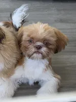 Red liver boy, a male Shih Tzu for sale in South Euclid, OH – 2 of 2