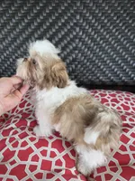 Liver & white boy, a male Shih Tzu for sale in South Euclid, OH – 2 of 4