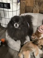 Dark blue pom boy, a male Pomeranian for sale in South Euclid, OH – 3 of 4