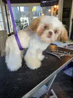 Liver & white boy, a male Shih Tzu for sale in South Euclid, OH – 3 of 3