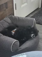 Dark blue pom boy, a male Pomeranian for sale in South Euclid, OH – 4 of 4