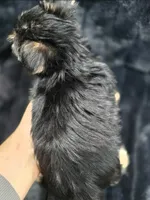 Teddy 🧸 , a male Yorkshire Terrier and Morkie for sale in Ocala, FL – 7 of 8