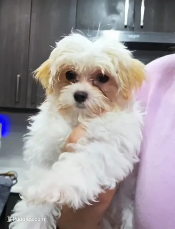 Teacup Morkie Winston – Maltese, Yorkshire Terrier puppy for sale in Ocala, FL