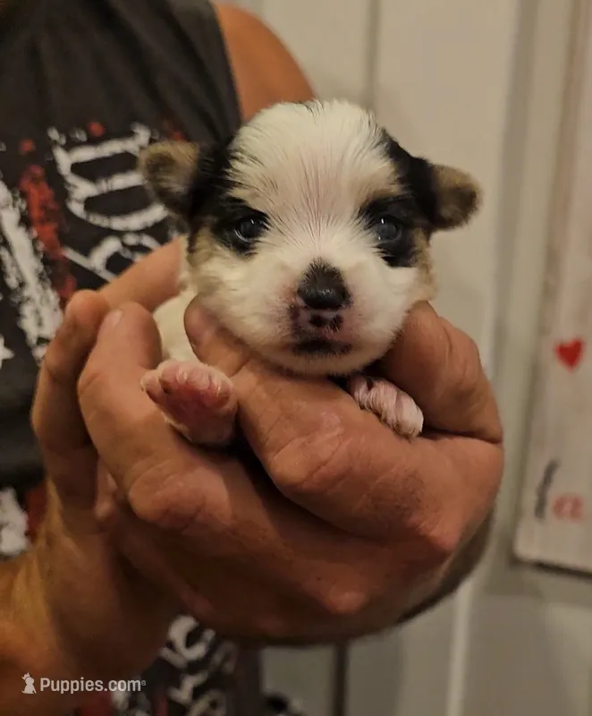 Panda – Yorkshire Terrier, Morkie puppy for sale in Ocala, FL
