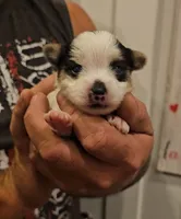 Panda, a male Yorkshire Terrier and Morkie for sale in Ocala, FL – 1 of 7