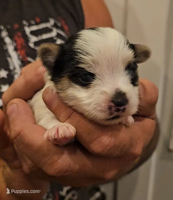 Panda – Yorkshire Terrier, Morkie puppy for sale in Ocala, FL