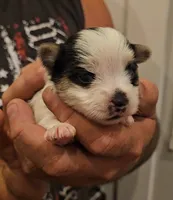 Panda, a male Yorkshire Terrier and Morkie for sale in Ocala, FL – 2 of 7