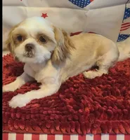 ButterCup-Imperial Schih-tzu, a female Shih Tzu for sale in Ocala, FL – 5 of 5