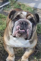 AKC ENGLISH BULL DOG-Not NEUTERED, a male English Bulldog for sale in Ocala, FL – 3 of 3
