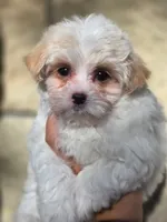 Winston, a male Maltese and Yorkshire Terrier for sale in Ocala, FL – 9 of 10