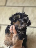 Boo Bear, a male Maltese and Yorkshire Terrier for sale in Ocala, FL – 7 of 10