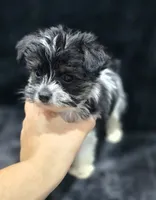 Cooper , a male Yorkshire Terrier and Morkie for sale in Ocala, FL – 9 of 9